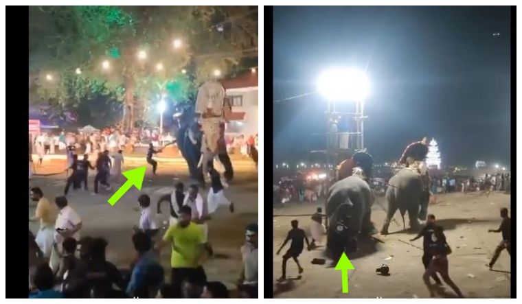 Kerala elephants fight viral video
